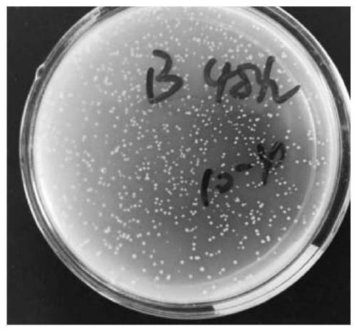 Degrading bacterium agent for kitchen waste treatment and application thereof