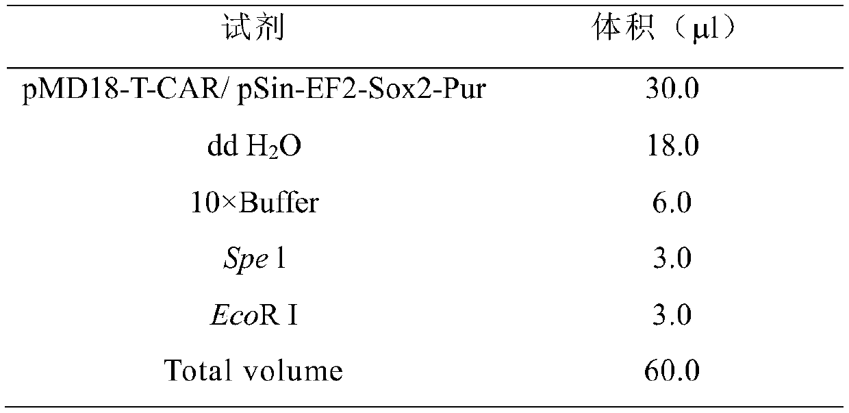 Method for preparing PD-1 gene-deficient type PD-1-CART cell preparation