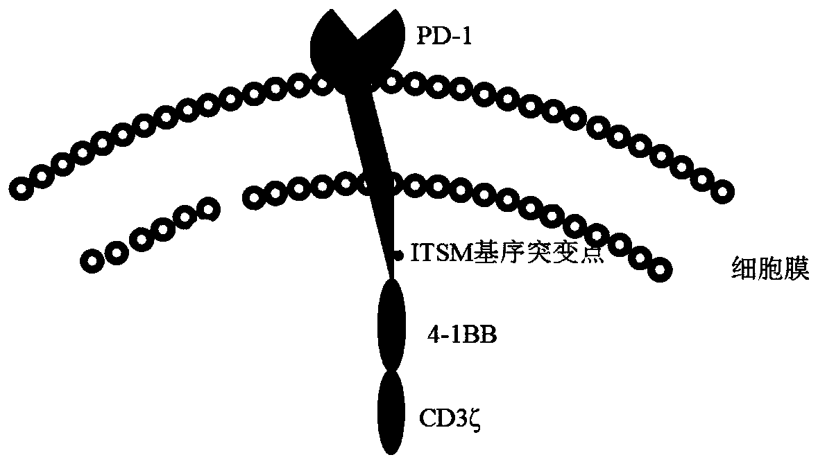 Method for preparing PD-1 gene-deficient type PD-1-CART cell preparation