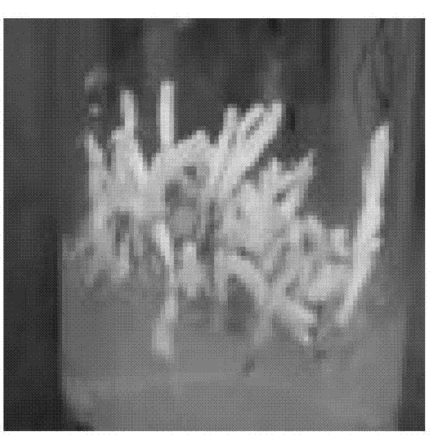 Method for quickly breeding cymbidium hybridium by use of root inducing protocorm