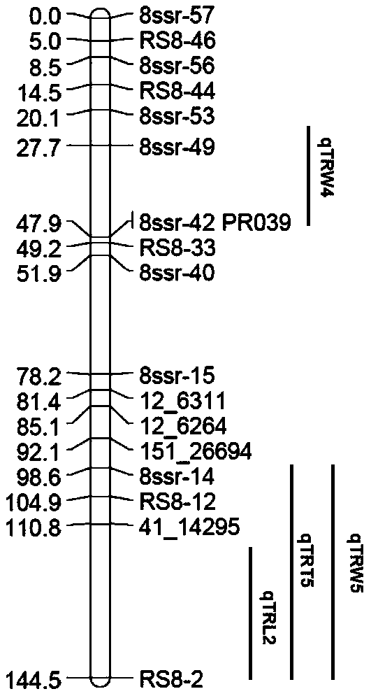 QTLs (quantitative trait loci) of related traits of radish fleshy root and their positioning method