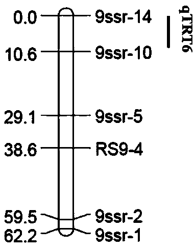 QTLs (quantitative trait loci) of related traits of radish fleshy root and their positioning method