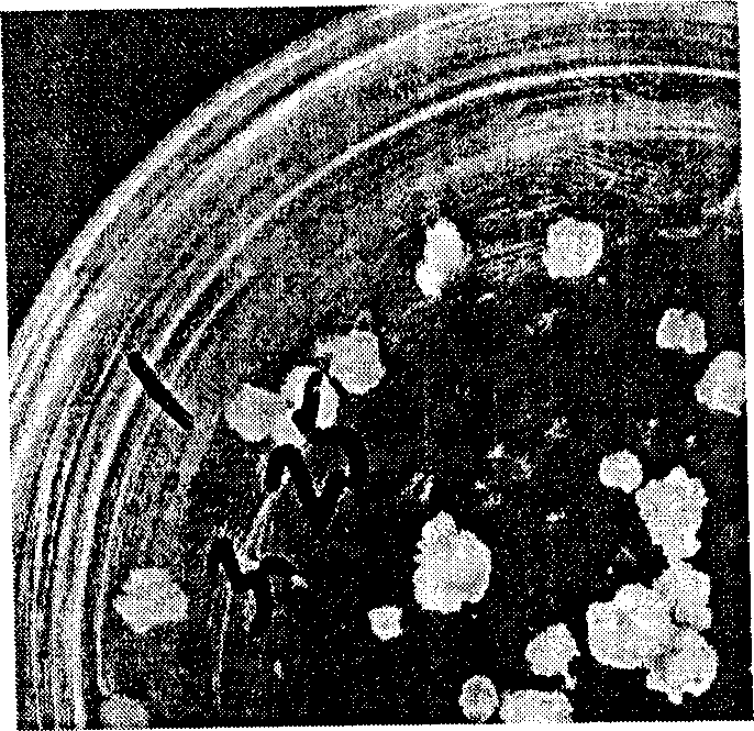 Method for generating Japan lawn grass plant by mature embryo calls induction and culture medium