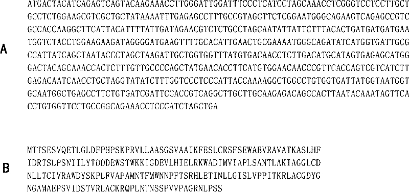 Rice flavoprotein gene and use