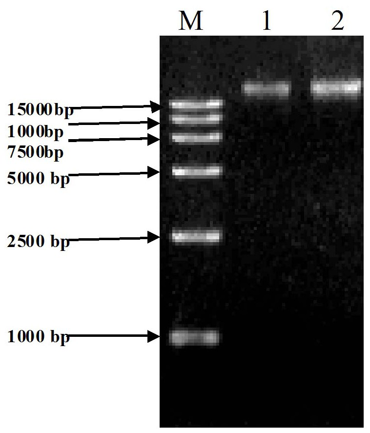 An Equine Streptococcus zooepidemicus strain xjmsy16-1 and its application in equine streptococcal disease vaccine