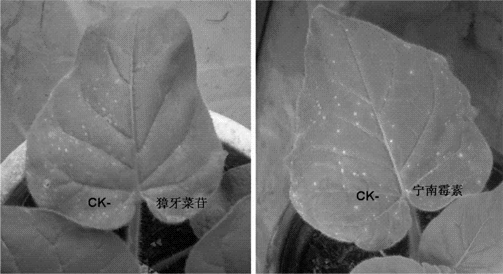 Sweroside pharmaceutical preparation and application thereof in prevention of tobacco mosaic virus