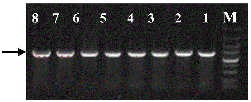 Engineered escherichia coli for producing 5-aminolevulinic acid