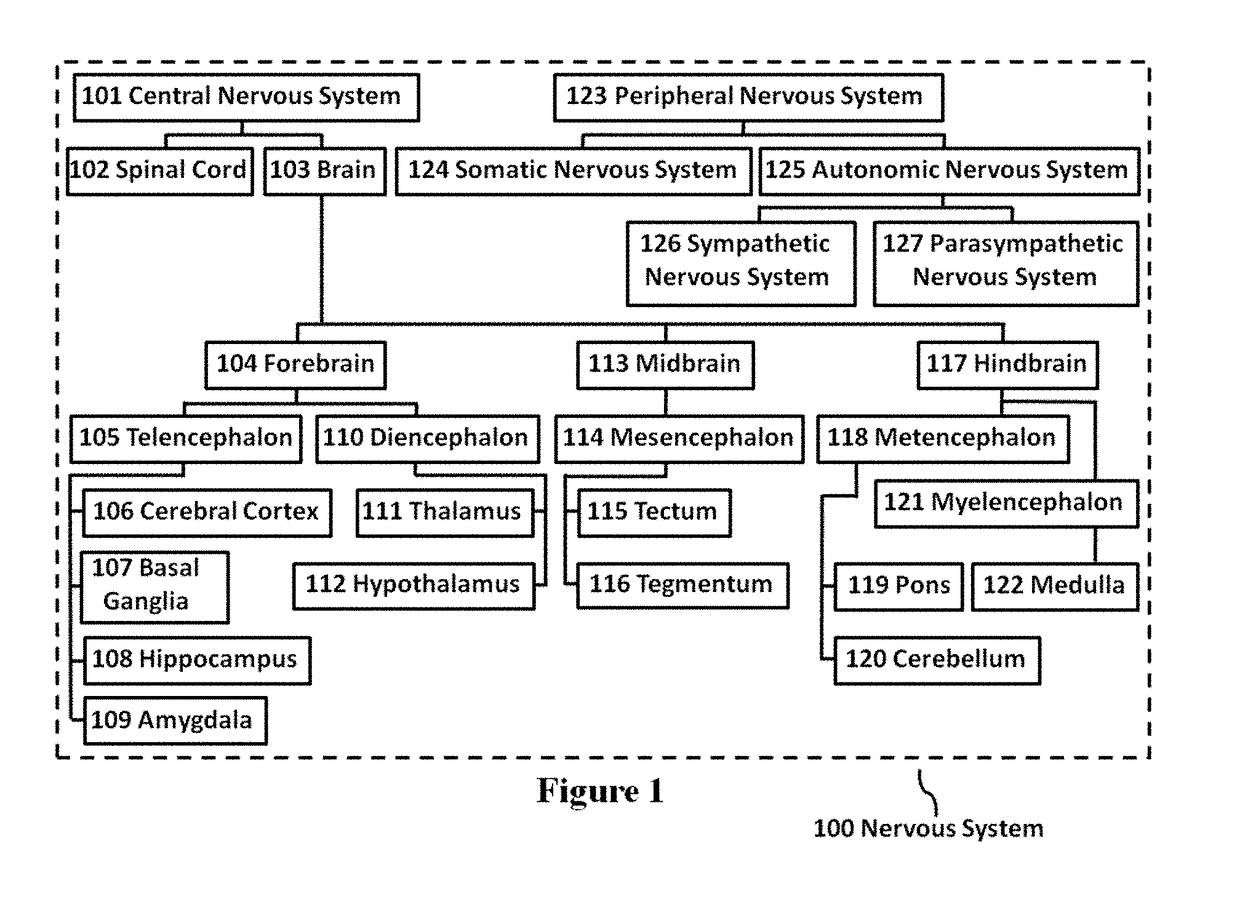 Nervous System Modeling Tool