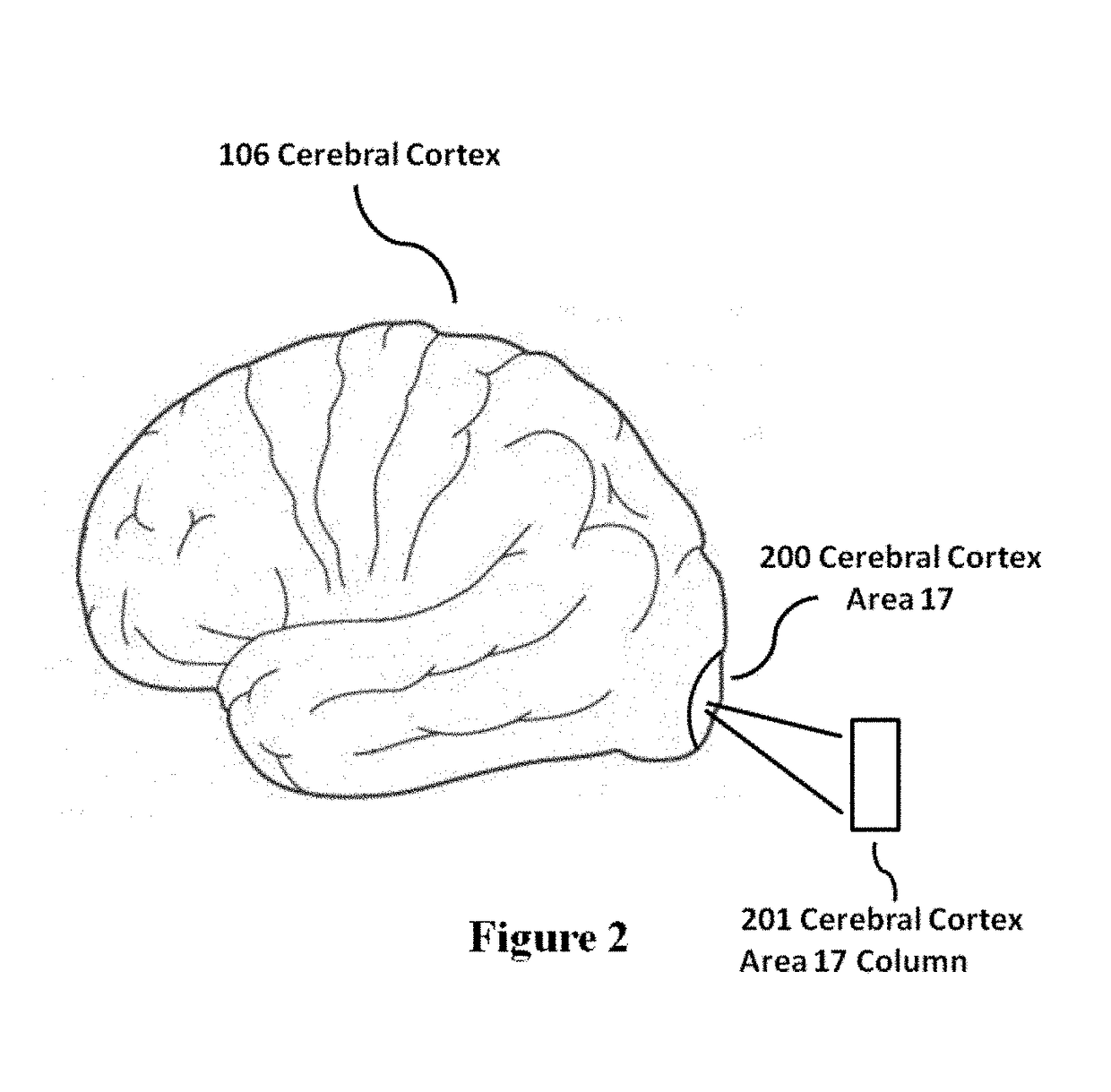 Nervous System Modeling Tool