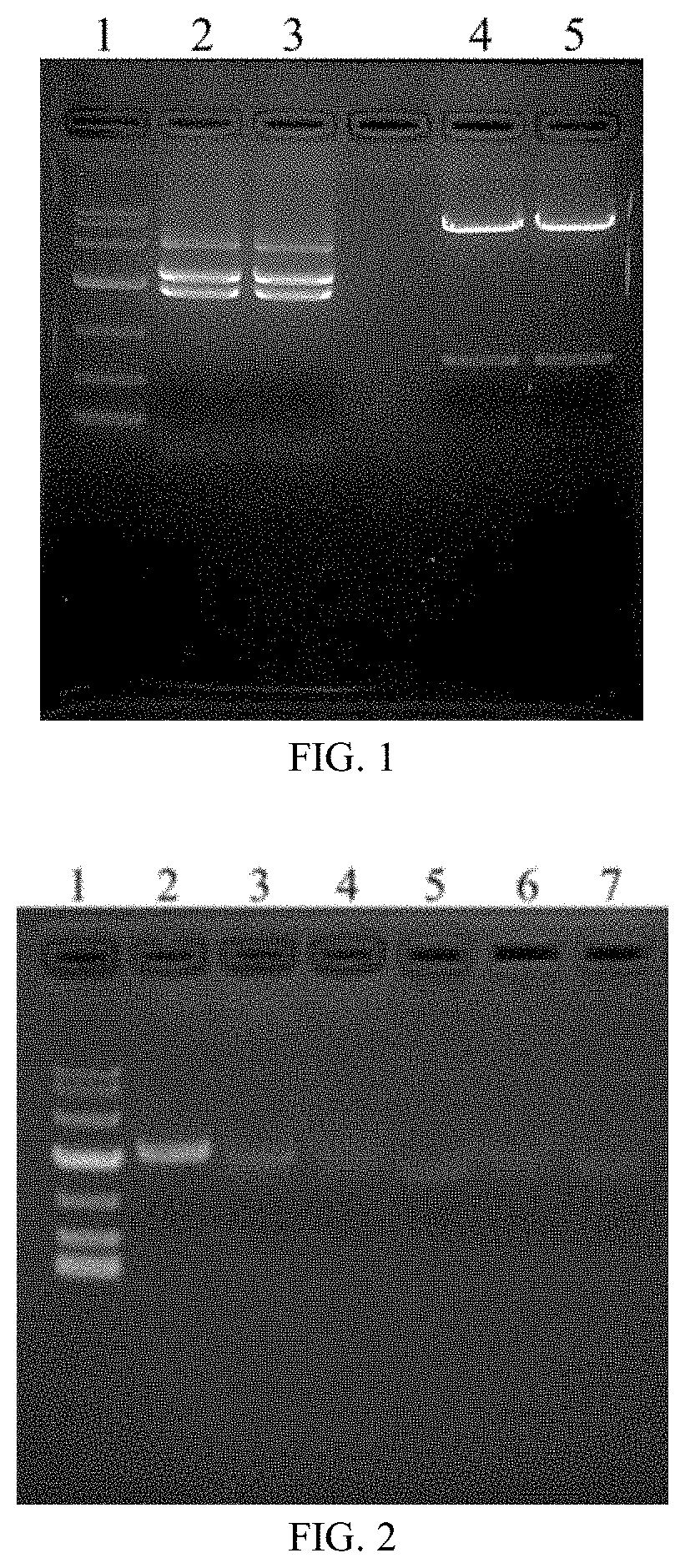 Recombinant varicella-zoster virus (VZV) vaccine