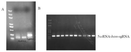 Cas9 gene knockout vector suitable for endophytic fungi A761 of Morinda officinalis, construction method and application thereof