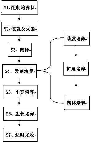 Cultivation method for pholiota nameko