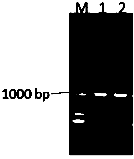 Method for increasing yield of monascus pigment