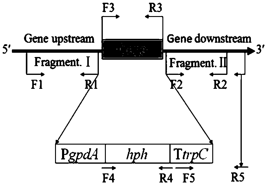 Method for increasing yield of monascus pigment