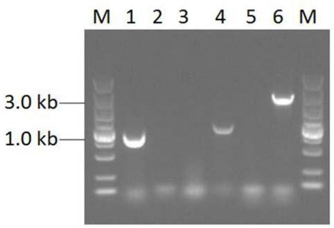 Method for increasing yield of monascus pigment