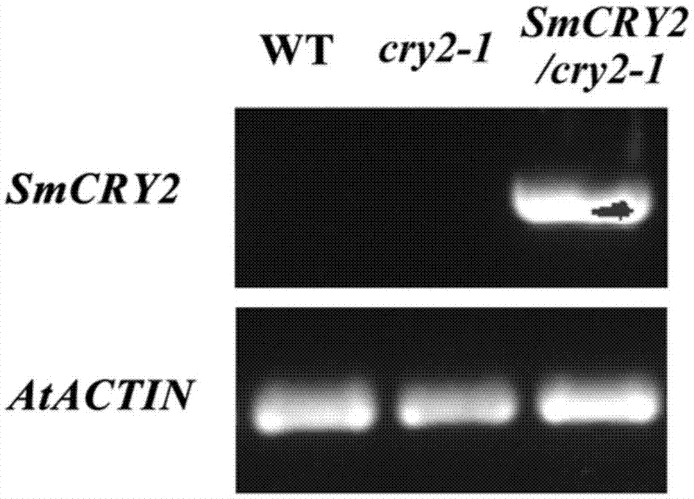 Eggplant cryptochrome gene SmCRY2 and application thereof