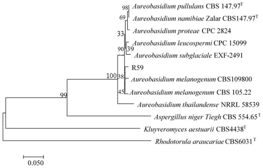 Fruity-flavor yeast, its screening method and its application in cigarettes