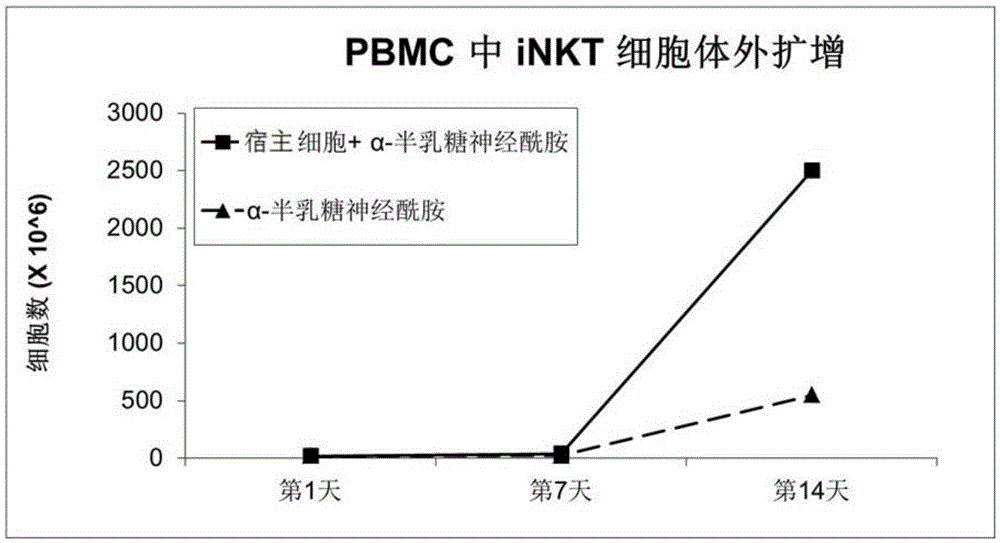 Amplification and activation method of iNKT (invariant natural killer T) lymphocyte