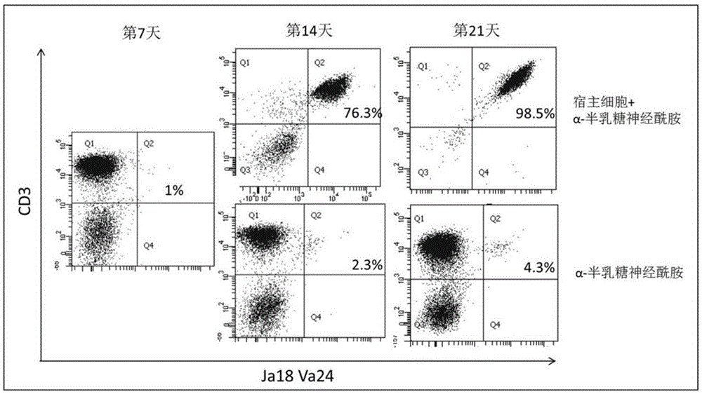 Amplification and activation method of iNKT (invariant natural killer T) lymphocyte