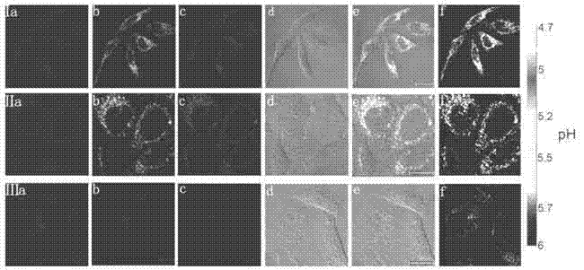 Single/double-photon acidic cell organelle fluorescent probe and application thereof