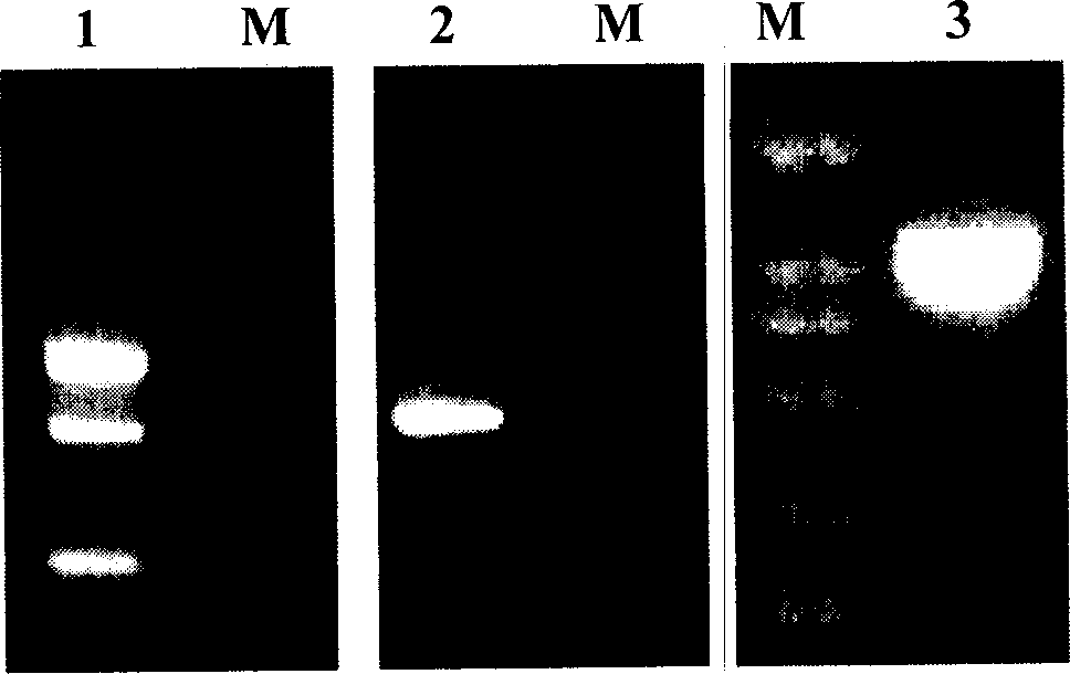 Production of anti-CD20 intrinsic antibody and its use