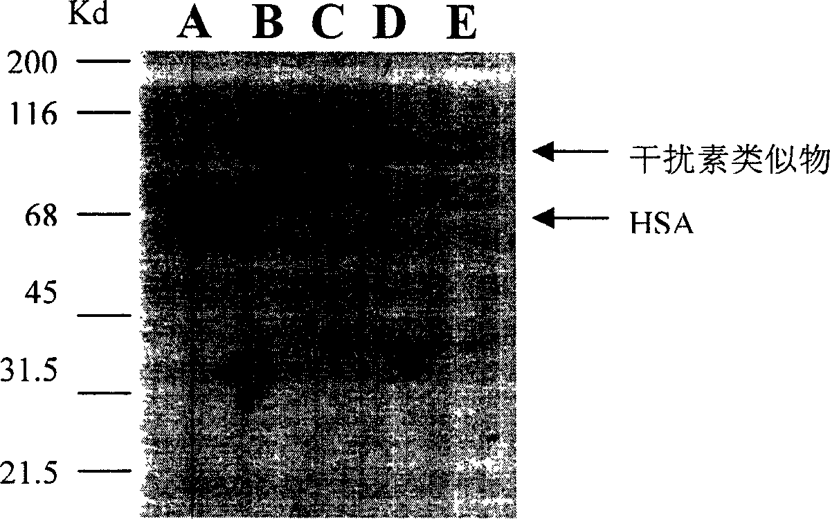 Human interferon analogue with long-lasting biological effects