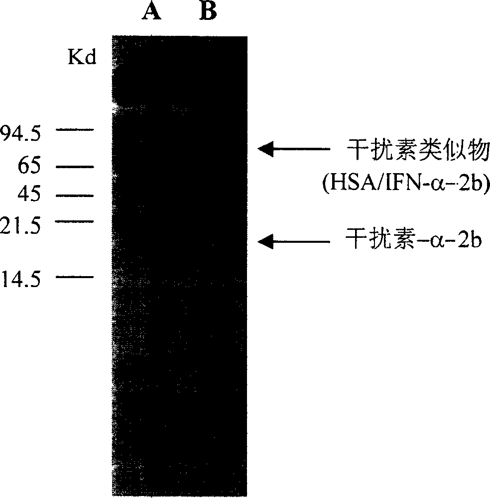 Human interferon analogue with long-lasting biological effects