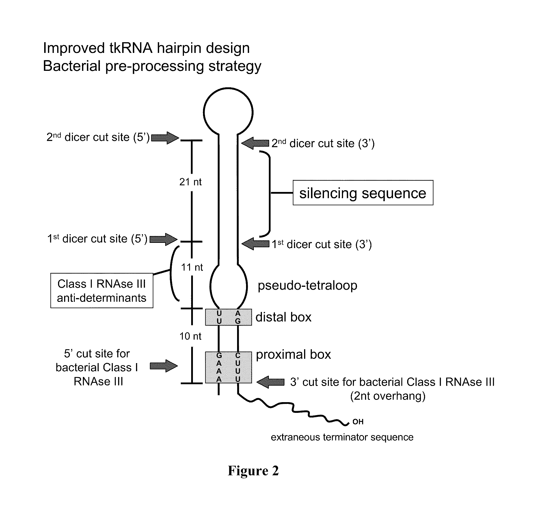 E. Coli Mediated Gene Silencing of Beta-Catenin