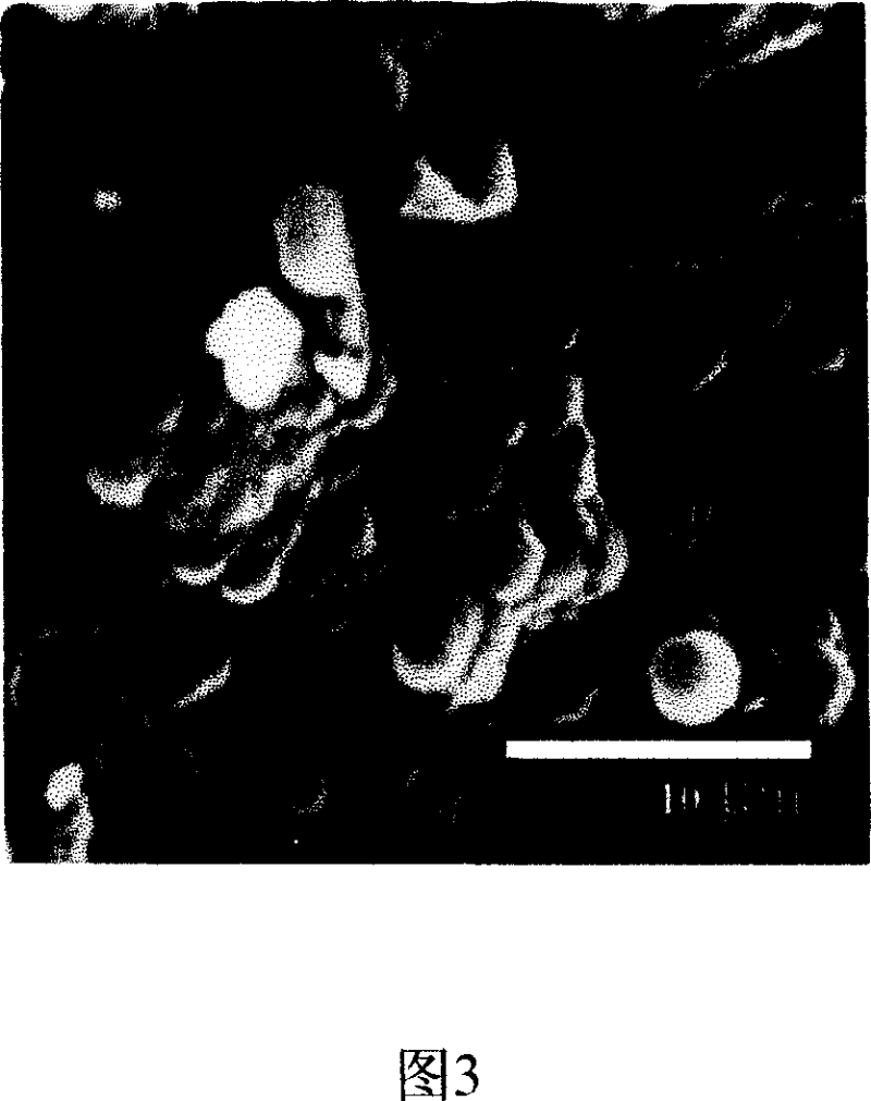 Method for synthesizing molecular screen membrane from in-site aging-microwave heat