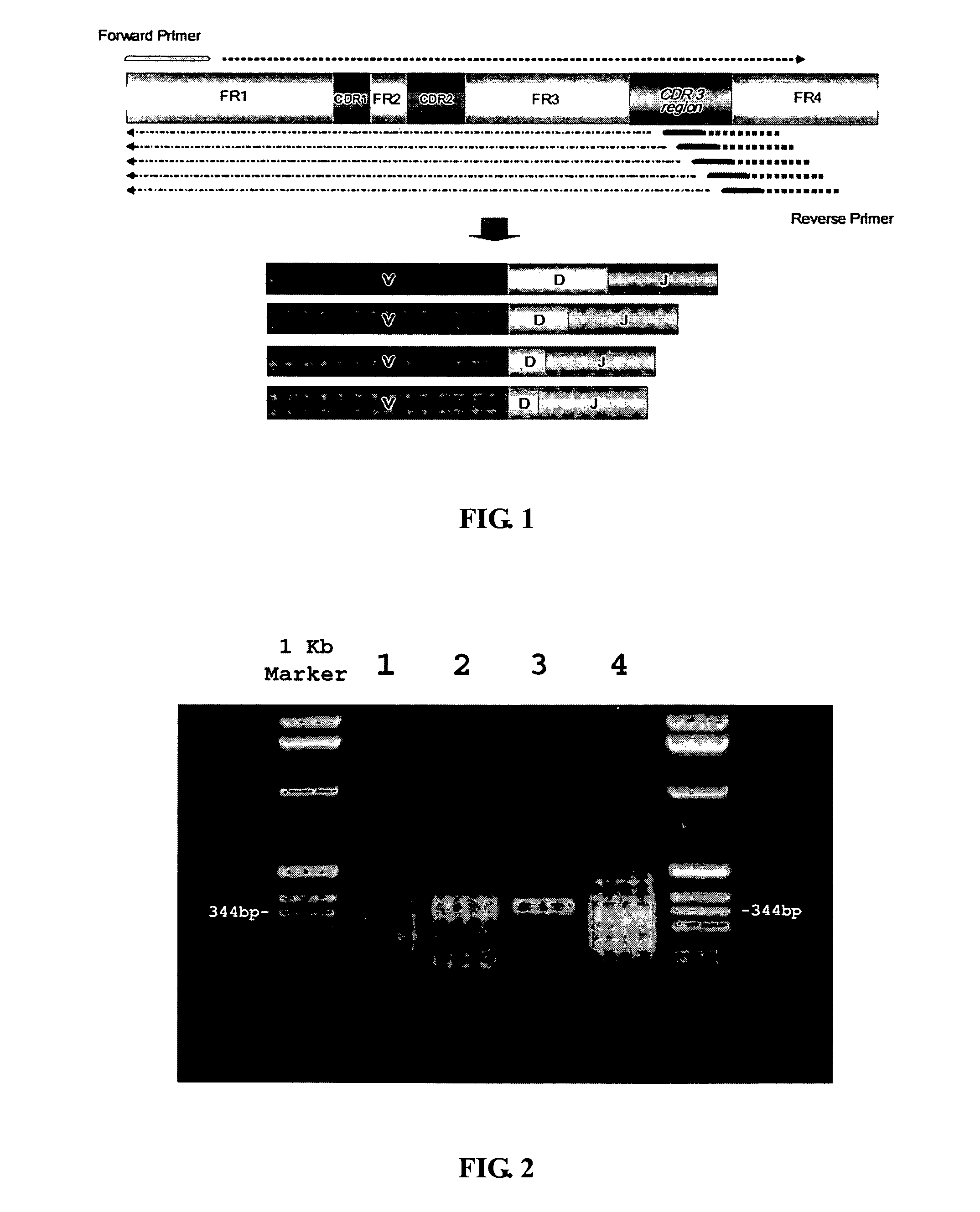 Frame-shifting PCR for germline immunoglobulin genes retrieval and antibody engineering