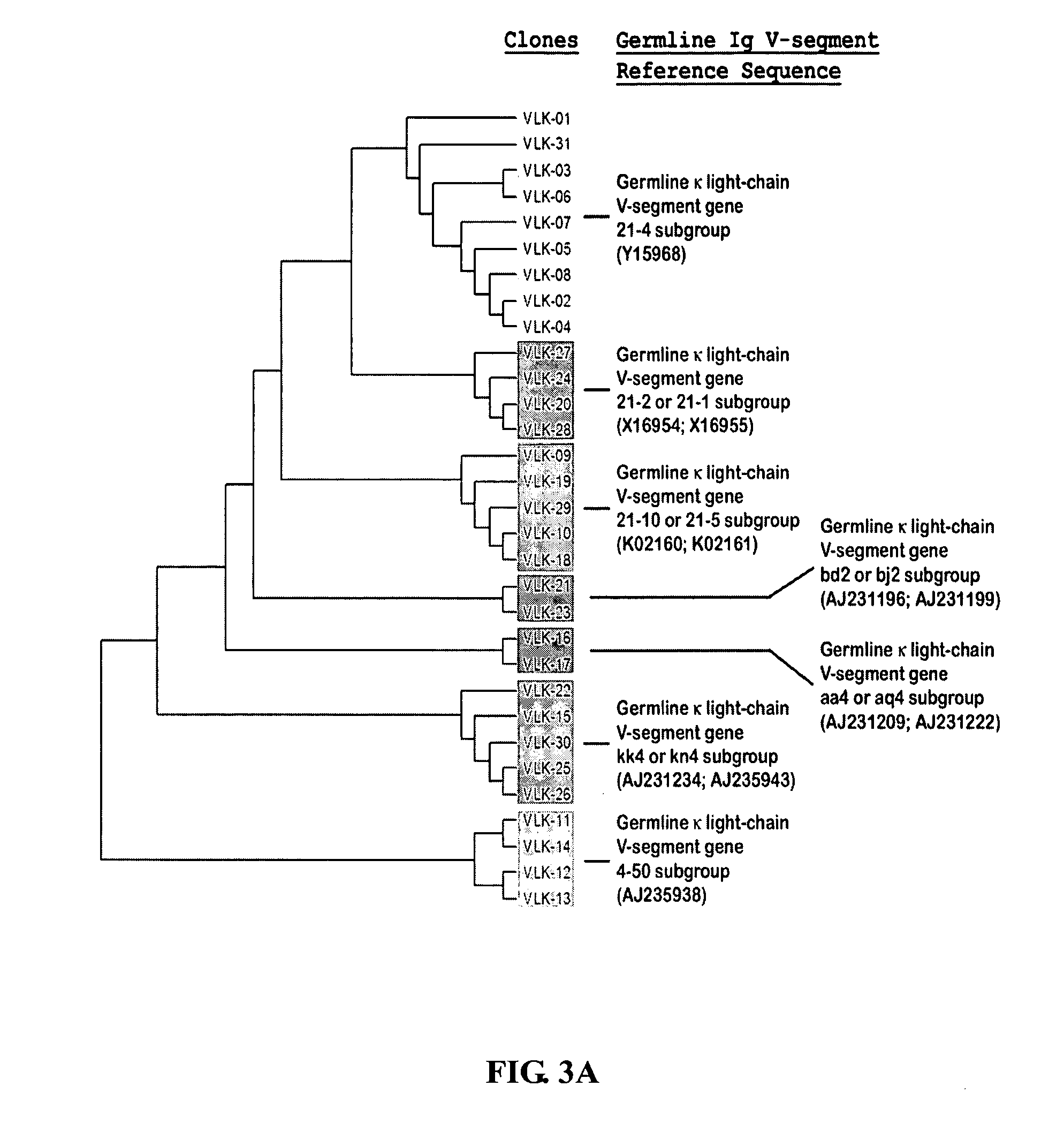 Frame-shifting PCR for germline immunoglobulin genes retrieval and antibody engineering