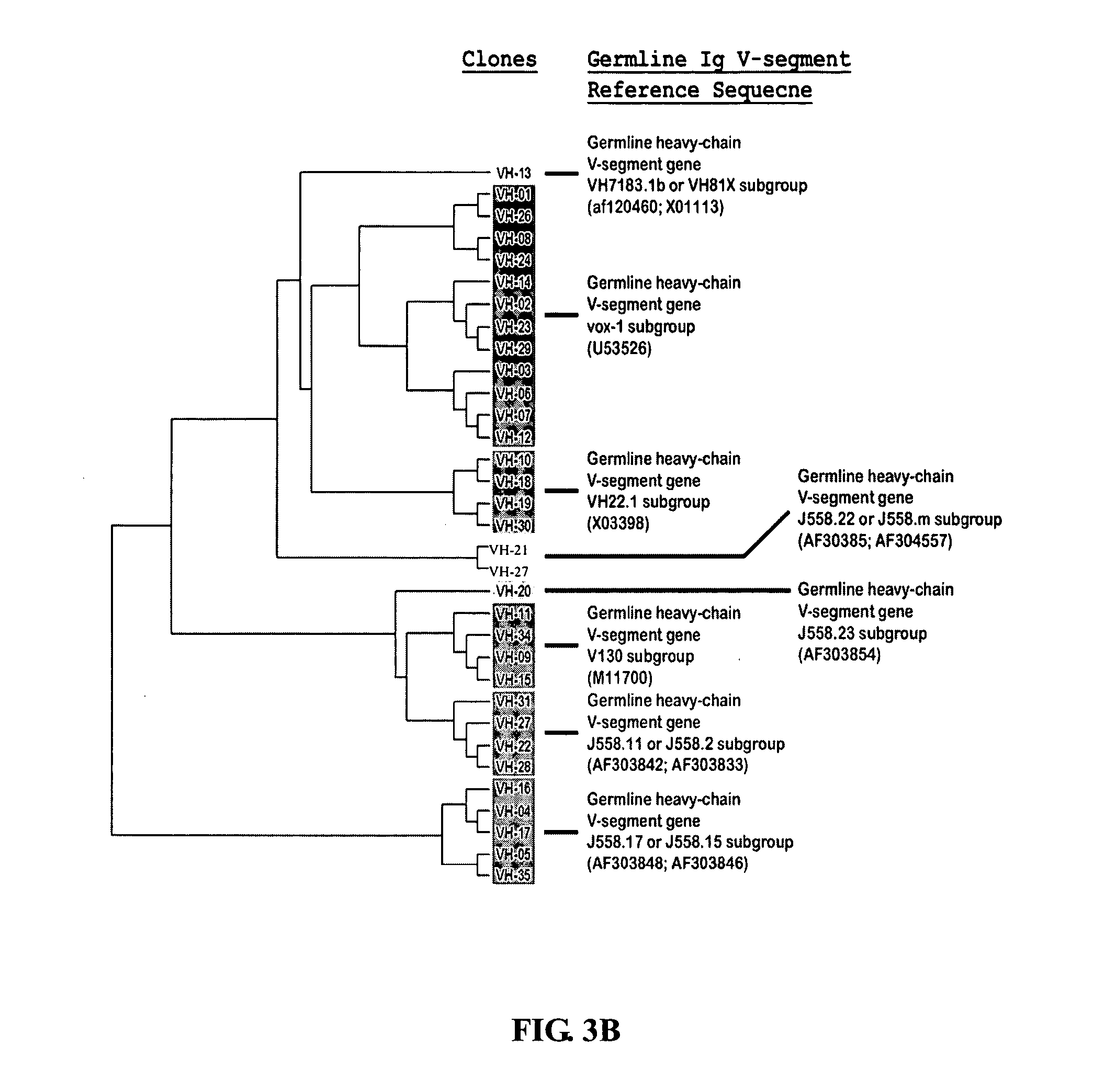 Frame-shifting PCR for germline immunoglobulin genes retrieval and antibody engineering