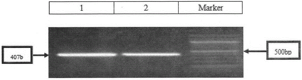 Establishing method and applications of dianthus chinensis l flower color regulation key enzyme gene CHS silencing system