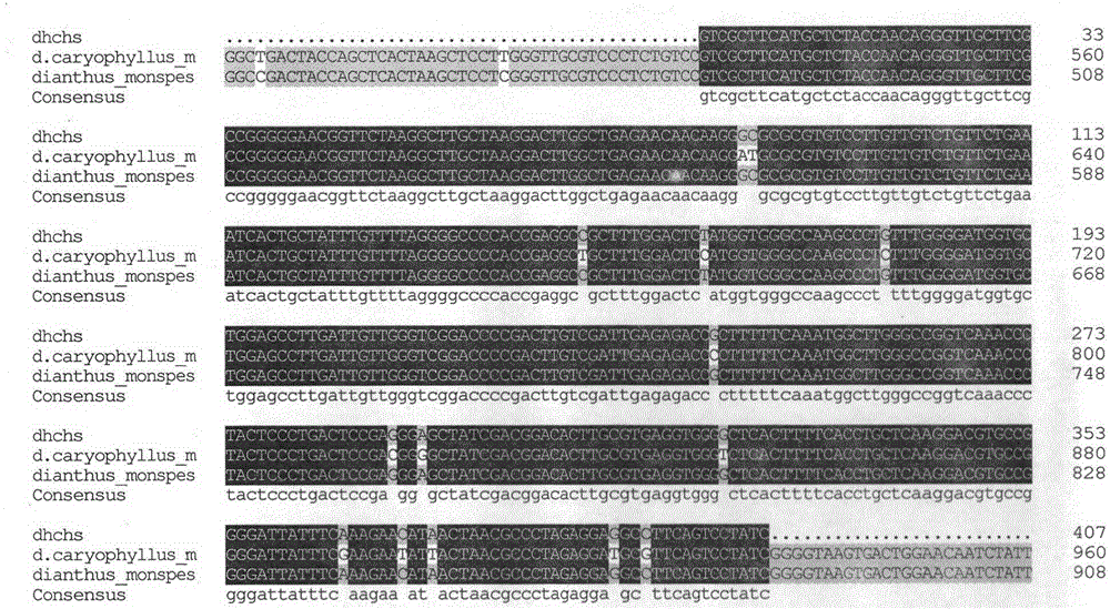 Establishing method and applications of dianthus chinensis l flower color regulation key enzyme gene CHS silencing system