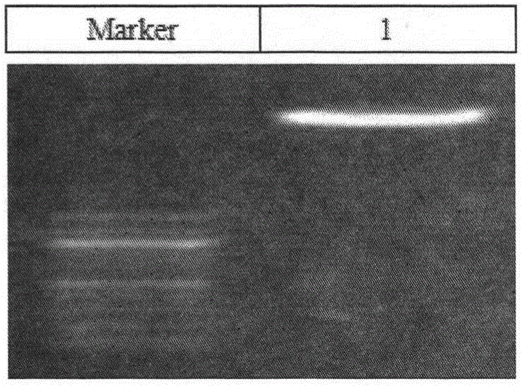 Establishing method and applications of dianthus chinensis l flower color regulation key enzyme gene CHS silencing system