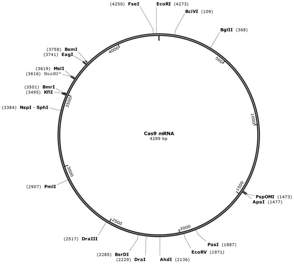 Construction method and application of glycogen accumulation disease Ib type gene point mutation mouse model