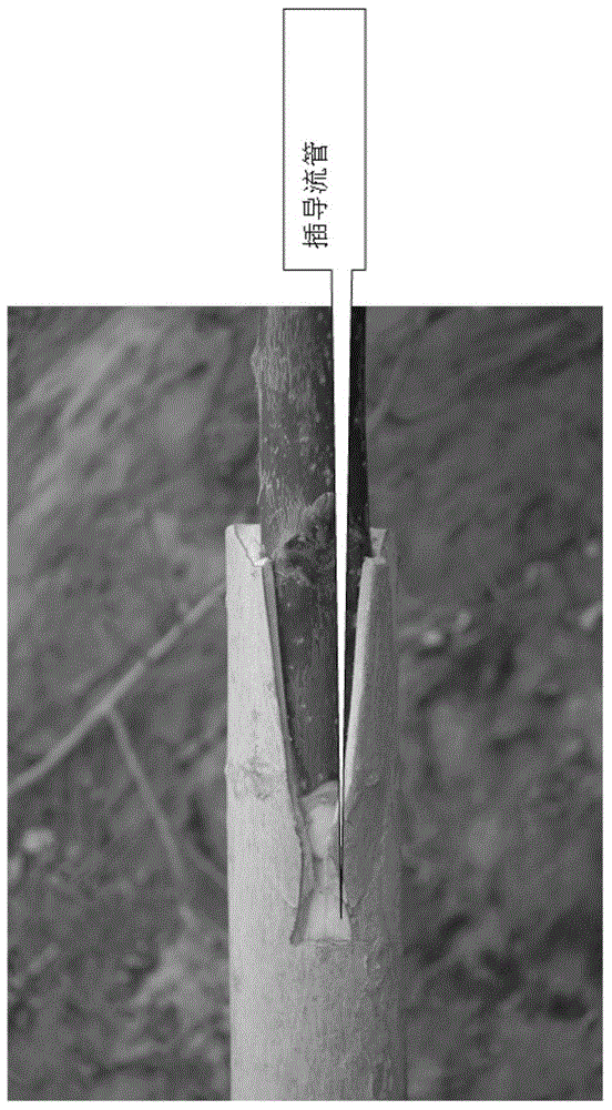 Method for grafting and shaping tree bodies of perennial seedling walnut trees