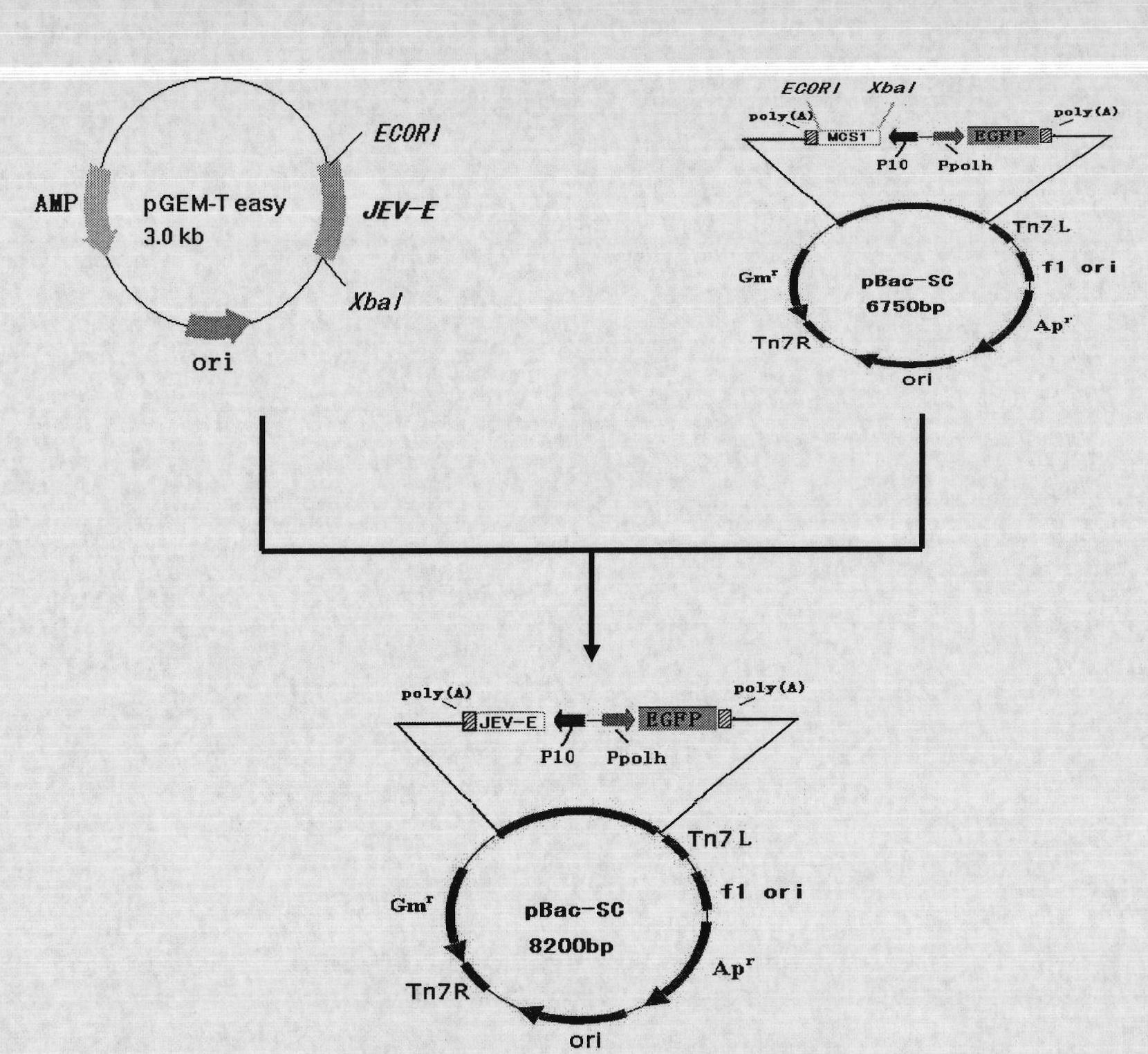 Recombinant baculovirus expressing Japanese Encephalitis Virus (JEV) immunogen gene and preparation method and application thereof