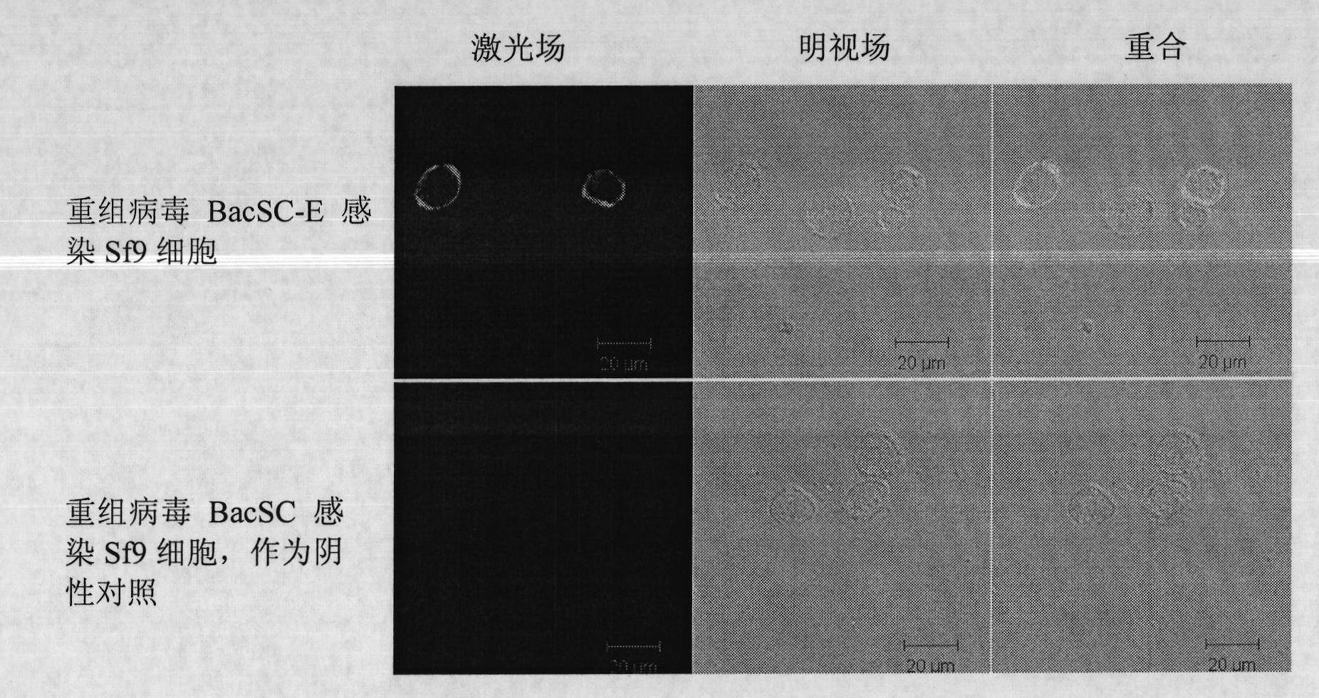 Recombinant baculovirus expressing Japanese Encephalitis Virus (JEV) immunogen gene and preparation method and application thereof