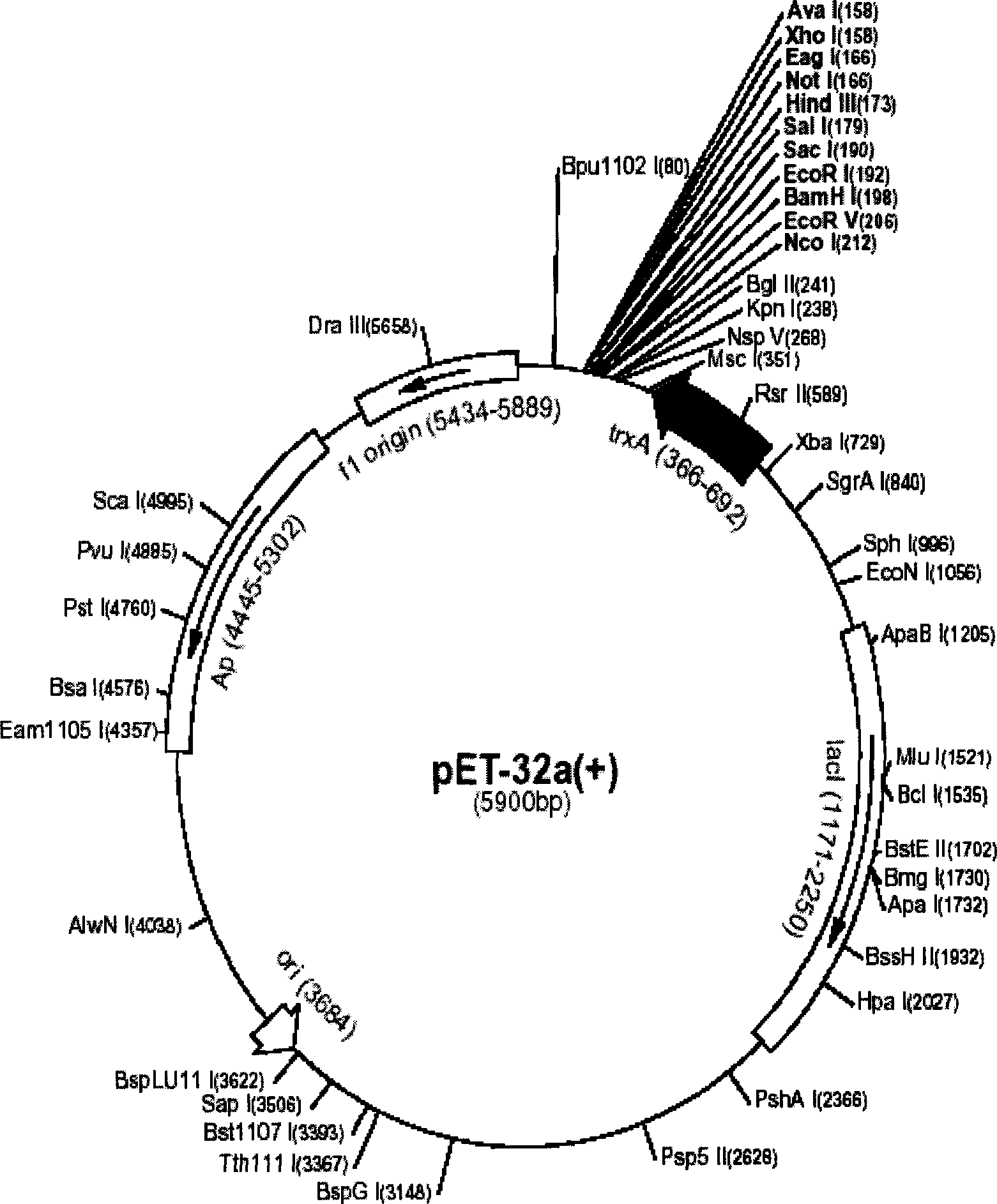 Recombinant a human peptide production method