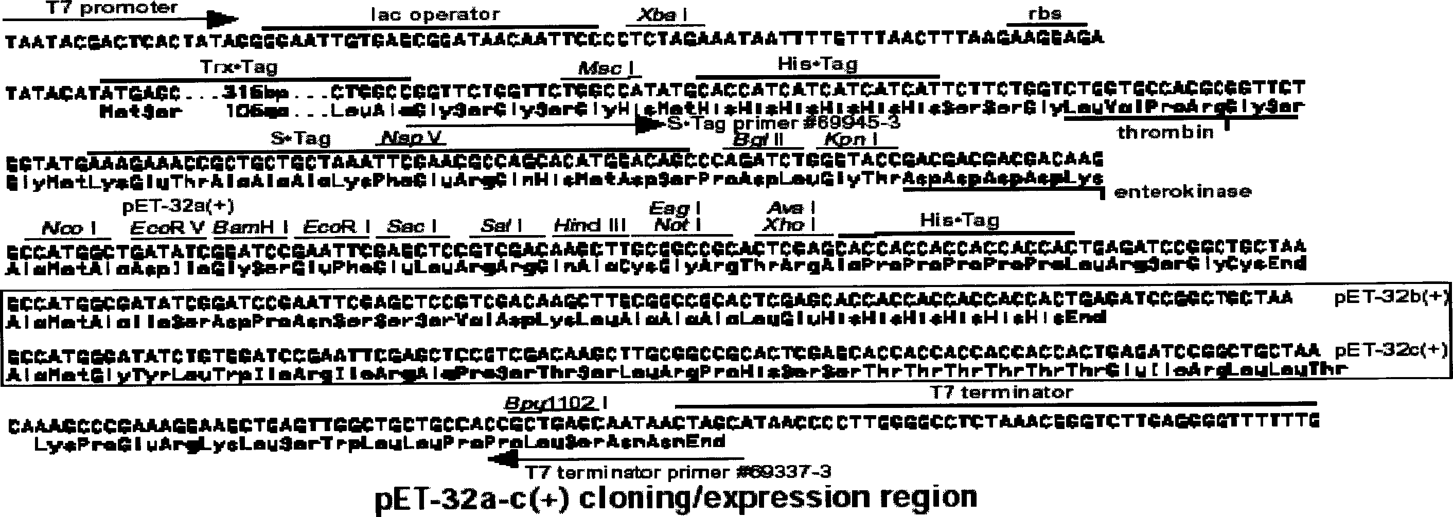 Recombinant a human peptide production method