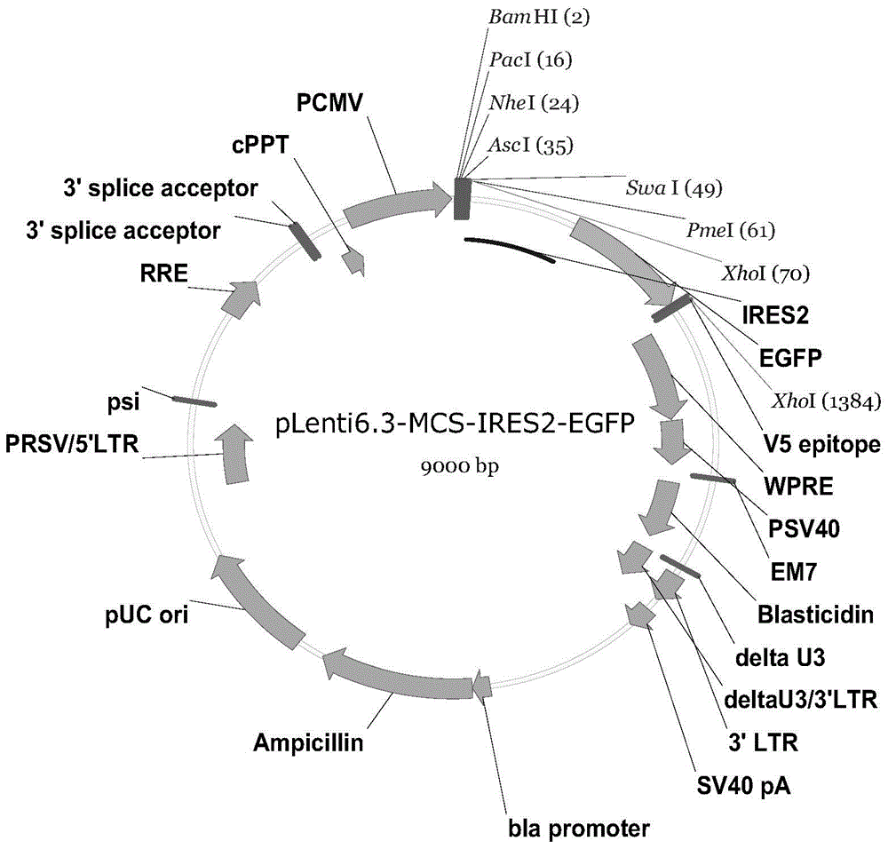 T cell prepared product having HER2 specific TCR (human epidermal growth factor receptor-2 specific TCR T cell receptor) and application of T cell prepared product