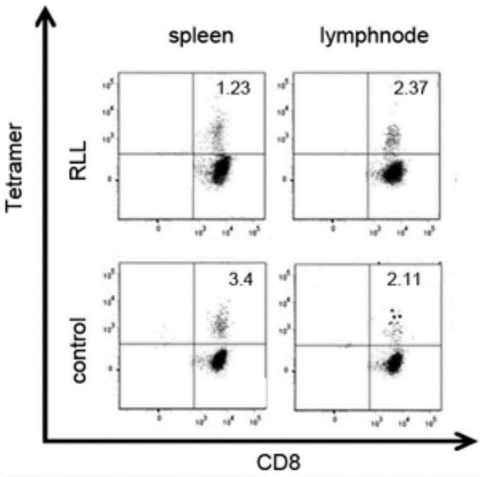 T cell prepared product having HER2 specific TCR (human epidermal growth factor receptor-2 specific TCR T cell receptor) and application of T cell prepared product