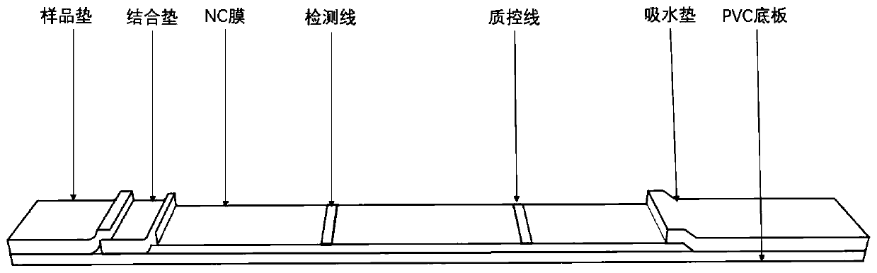 Vomitoxin fluorescence immunochromatography test strip as well as preparation method and application thereof