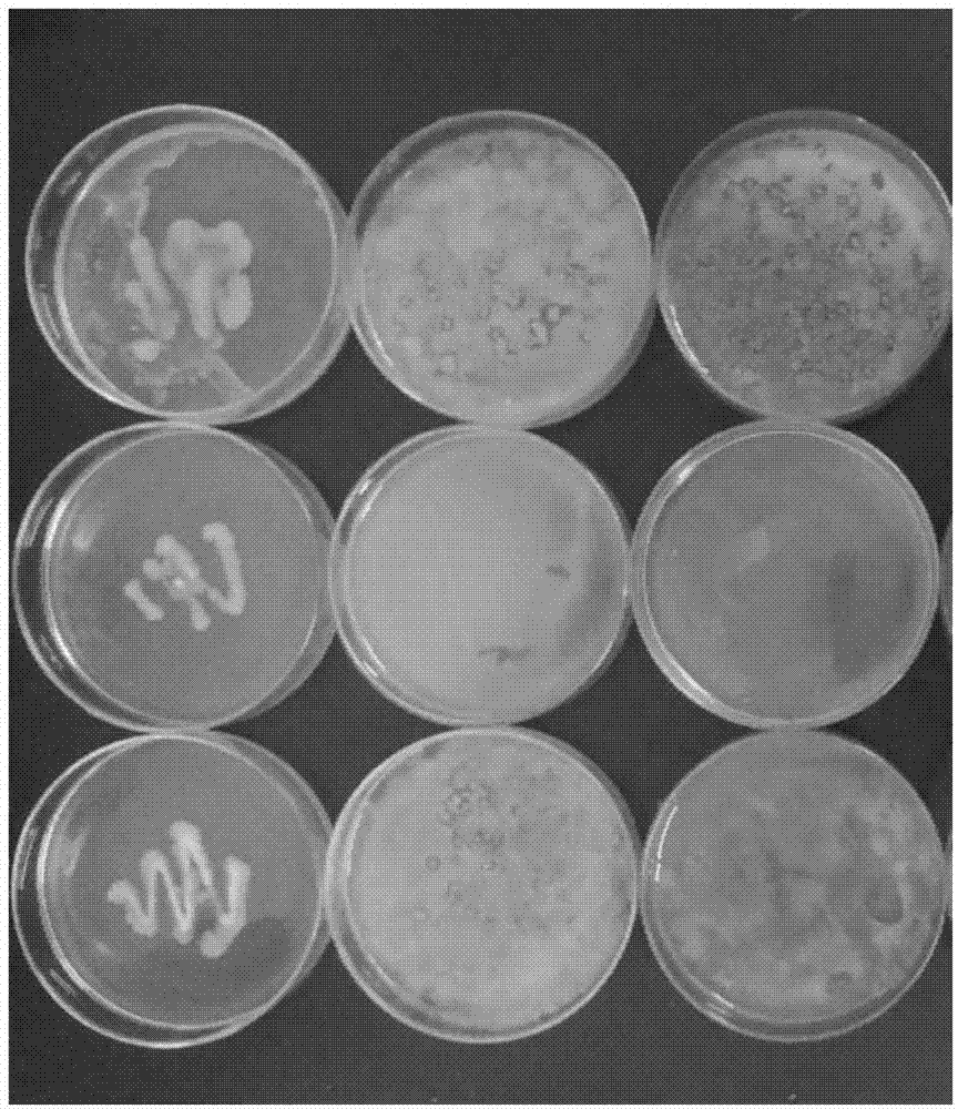 Method for extracting plant bacteriostat