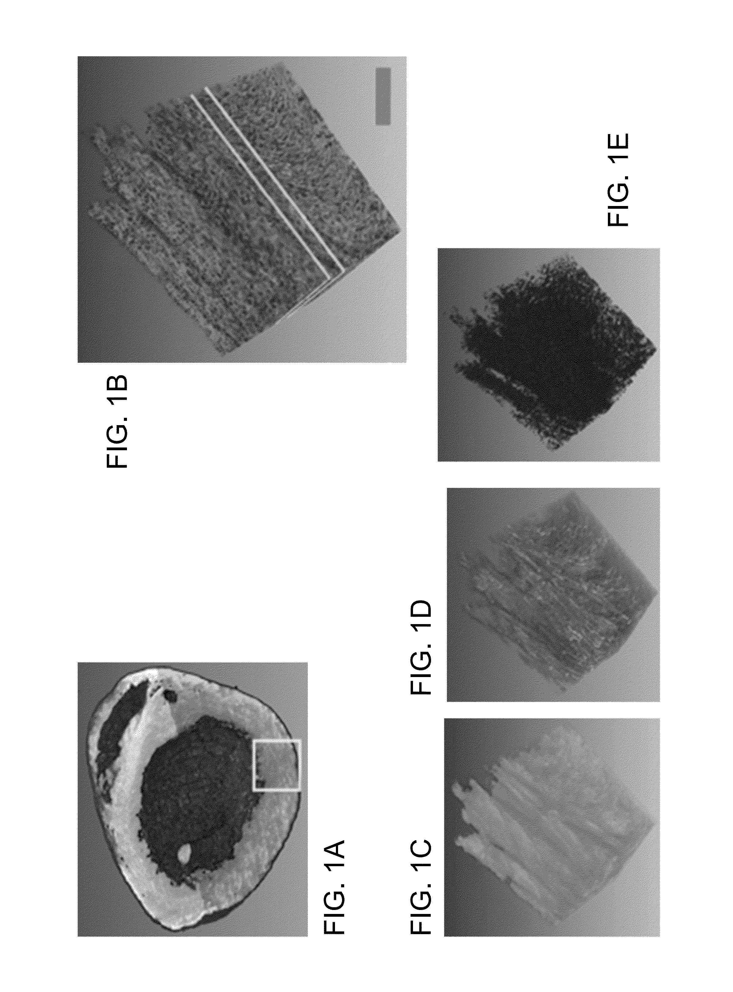 Systems and methods for imaging and processing tissue