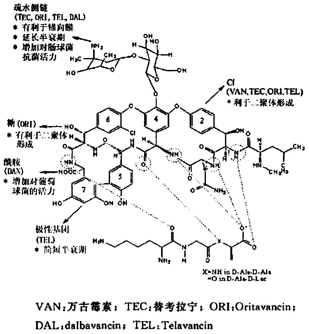 A class of vancomycin derivatives, its preparation method and its application in antibacterial