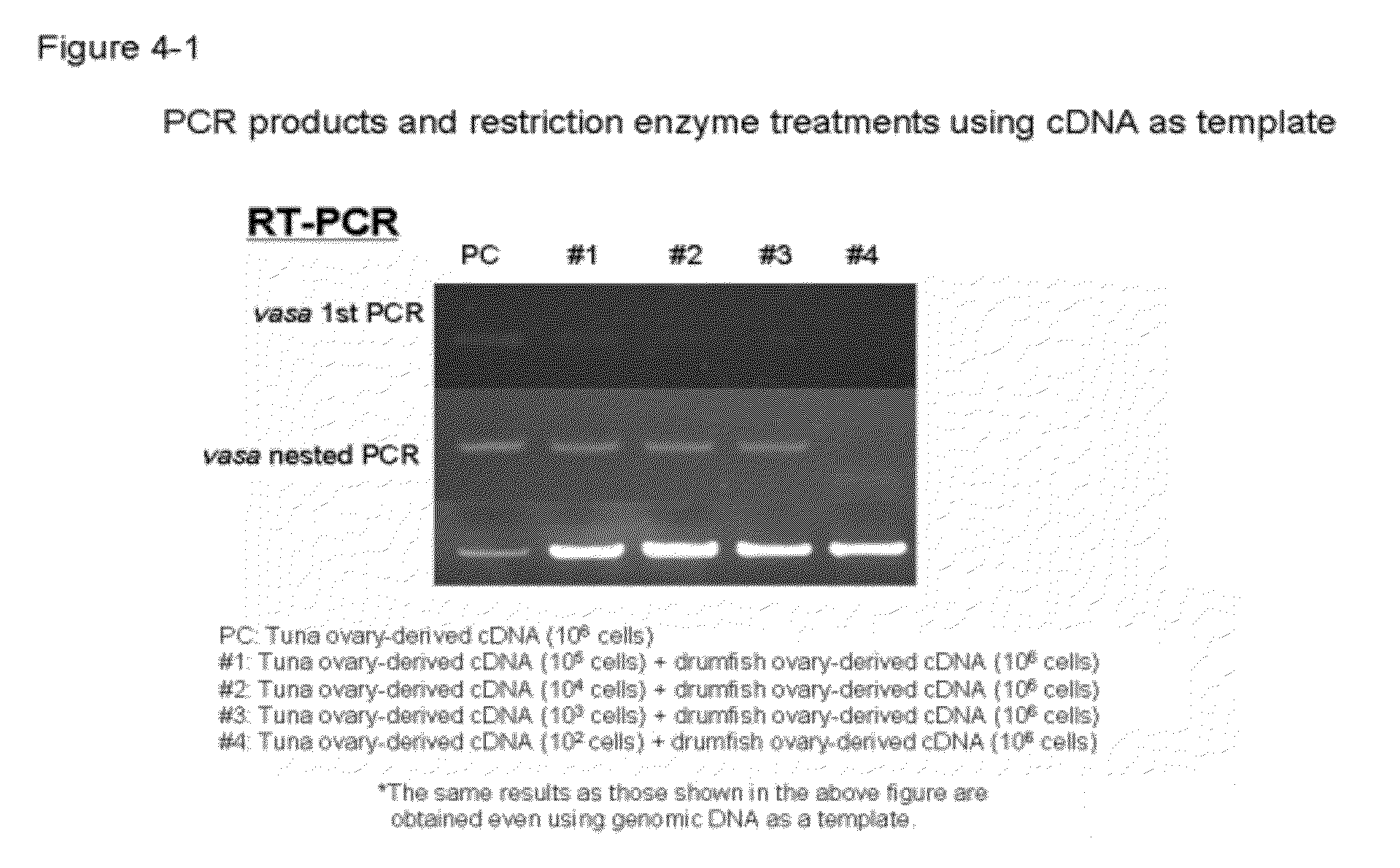 Germ cell marker using fish vasa gene