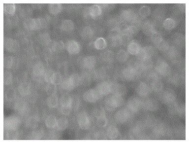 Fabric ultraviolet shielding coating material and preparation method