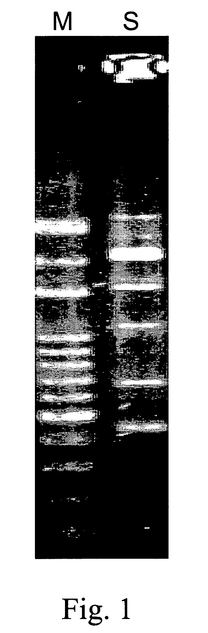 Lactobacillus paracasei-containing product